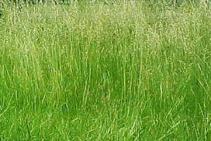 "Deputati in allarme: la tassa sulla natura potrebbe minacciare il BNG"