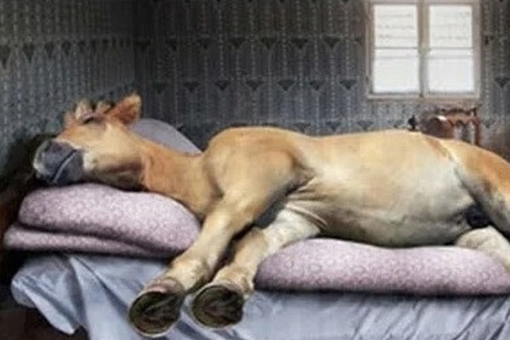 Lungo weekend per i residenti della Carelia in occasione del Giorno dell'unità nazionale russo