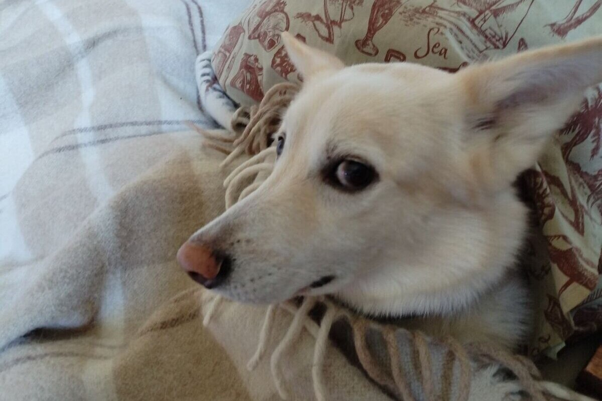 В Госдуме предложили запретить россиянам заходить с собаками в магазины