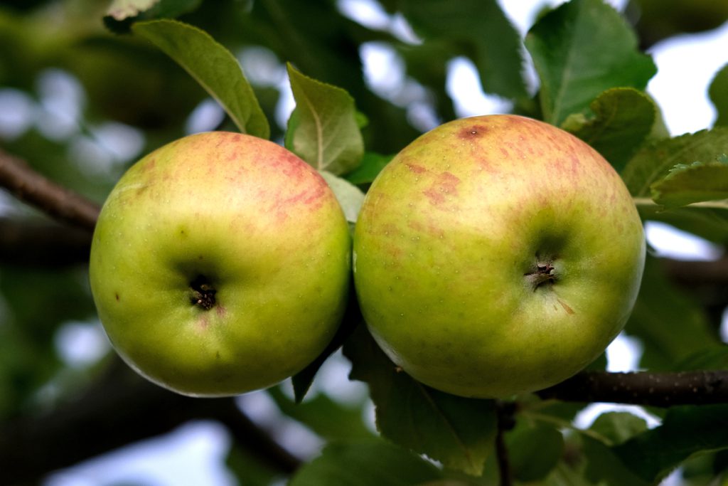 &quot;Rinascita e Speranza: Il Giardino della Memoria con le Mele Michurin nella Repubblica Popolare di Lugansk&quot;