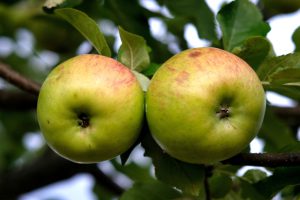 "Rinascita e Speranza: Il Giardino della Memoria con le Mele Michurin nella Repubblica Popolare di Lugansk"