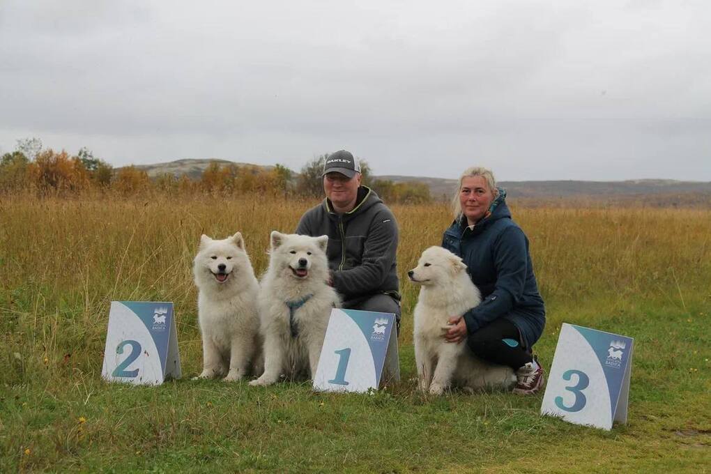 В Мурманской области наградили победителей соревнований по ездовому спорту