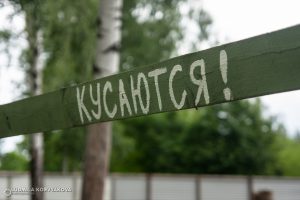 "Zecche in autunno: come proteggersi nella regione della Carelia tra Russia e Finlandia"