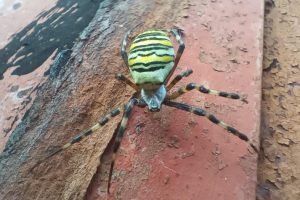 "Ragno velenoso nel giardino di Sapožok: possibile vedova nera in zona, come proteggersi"