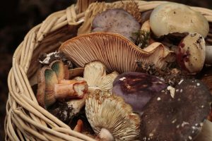 "Участковый спас gribnikov: il servizio di soccorso per i cercatori di funghi nella regione di Voronezh"