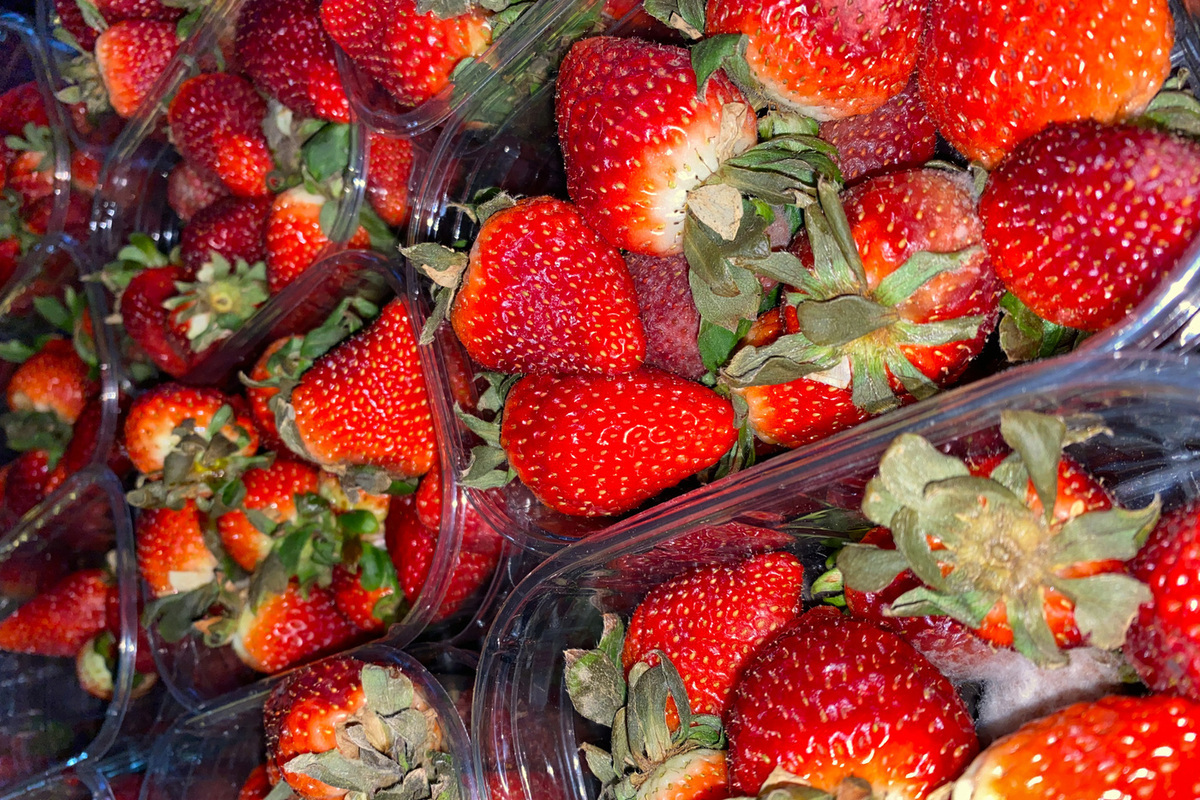 Coltivazione di Fragole in Novembre: Tecniche e Conseguenze per una Produzione di Successo