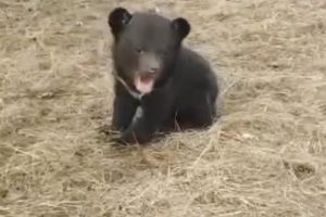 "Operai eroi salvano cucciolo d'orso nella Kamchatka: la storia di un salvataggio coraggioso"