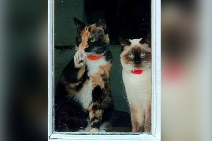 Ricerca disperata a Petrozavodsk: due gatti domestici scomparsi dopo un incidente stradale