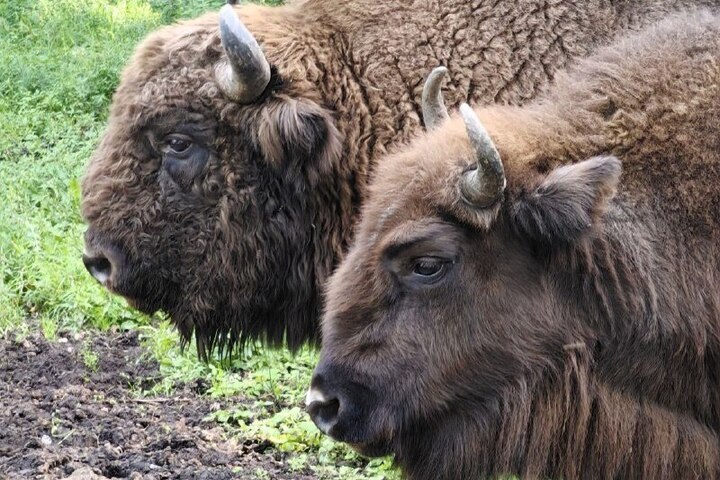 "La stagione degli amori dei bisonti europei: un'esperienza unica nella riserva naturale di Prioksko-Terrasny"