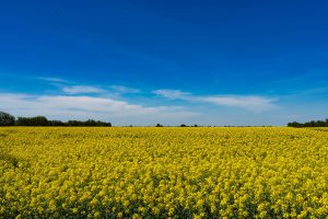 "Ozimyj raps: coltivazione e produzione sulla Kuban, uno dei principali regioni agricole della Russia"