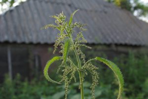 "Udubrare il tuo giardino con la potenza della natura: come preparare un fertilizzante di ortica"