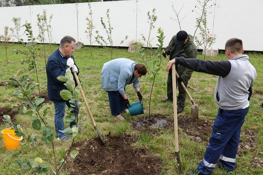 В саду Новгородской областной больницы высадили новые деревья