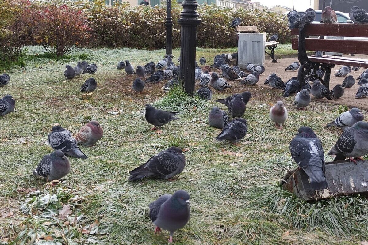 Новгородскую область скуют морозы 25 сентября