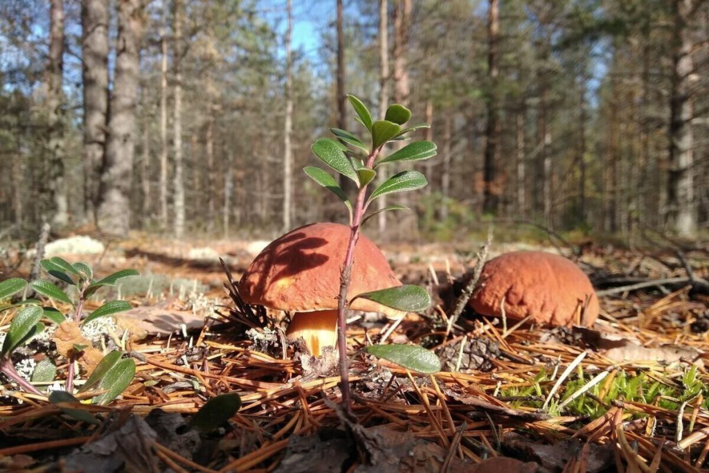 &quot;Gli eroici soccorritori salvano di nuovo i tenaci cercatori di funghi di Kaliningrad&quot;