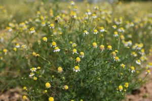 "Caldo estivo ad Astrachan: previsioni meteo per martedì 9 settembre"