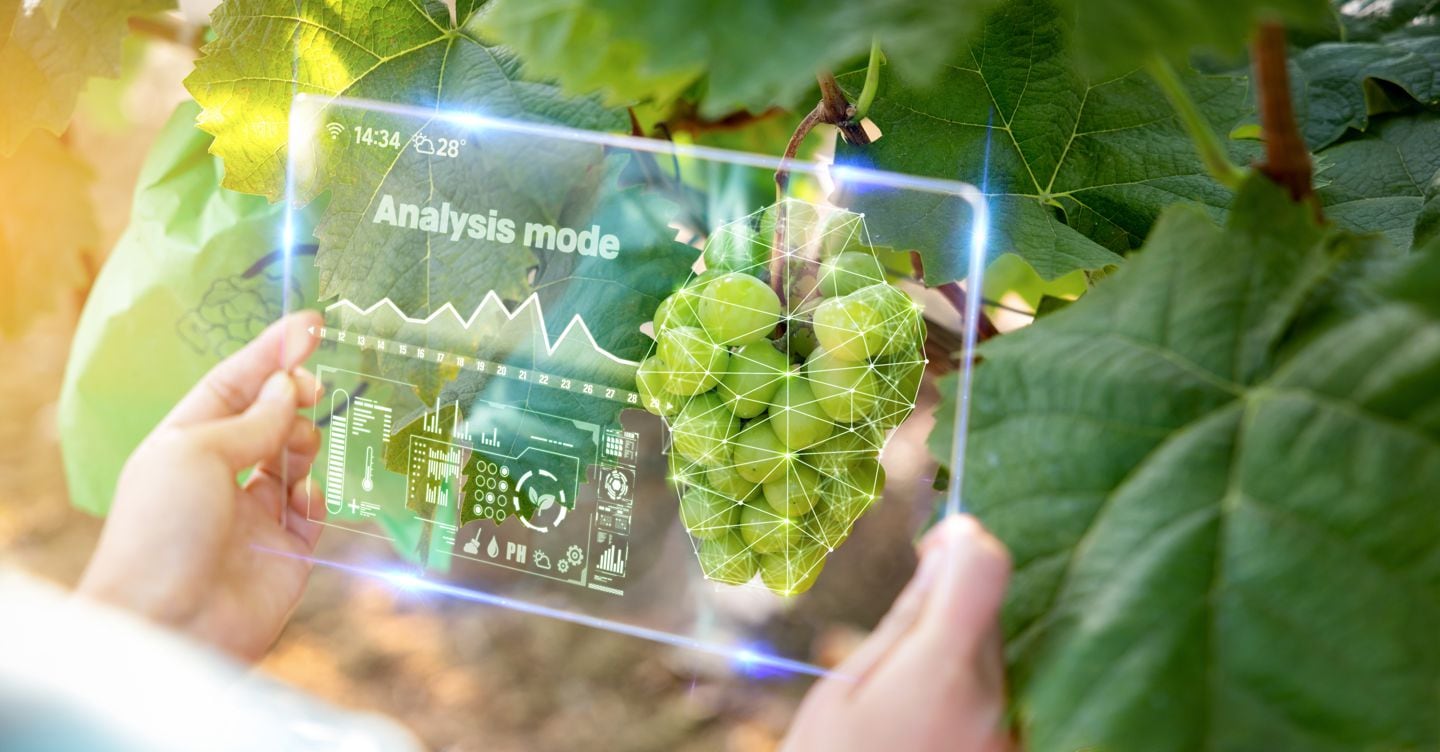 "Intelligenza Artificiale per la Resistenza alle Malattie: Nuove Varieà di Pomodori e Patate più Robuste"