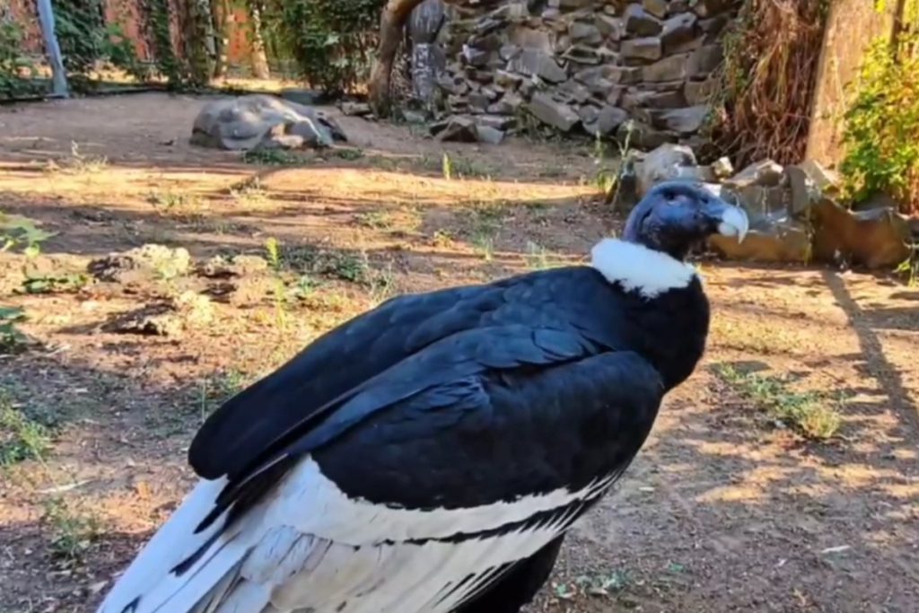 &quot;Il falco pellegrino: il rapace più veloce del parco zoologico di Rostov-on-Don&quot;