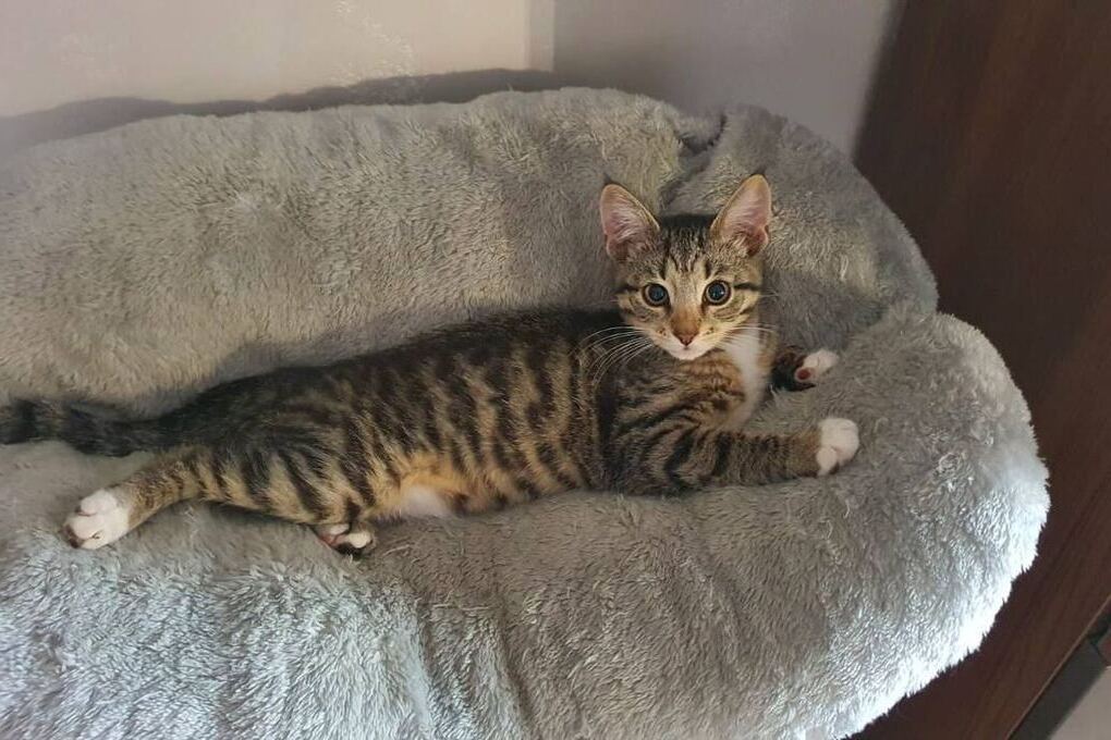 Ленинградцам рассказали, как помыть кота без стресса для обоих