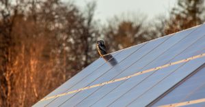 "Scandalo finanziamenti per parchi solari in Val Venosta: irregolarità e trasparenza in discussione"