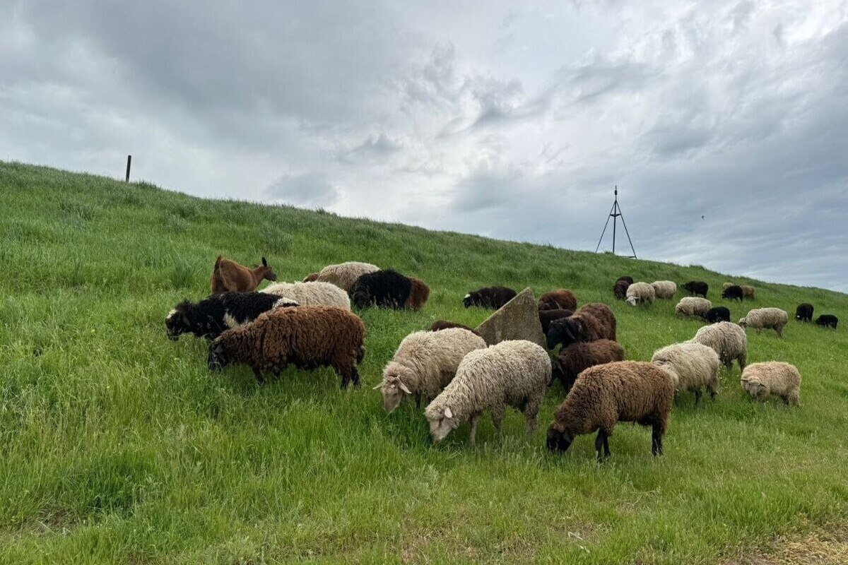 "Гранты для развития семейных ферм: увеличение производства и поддержка сельского хозяйства"
