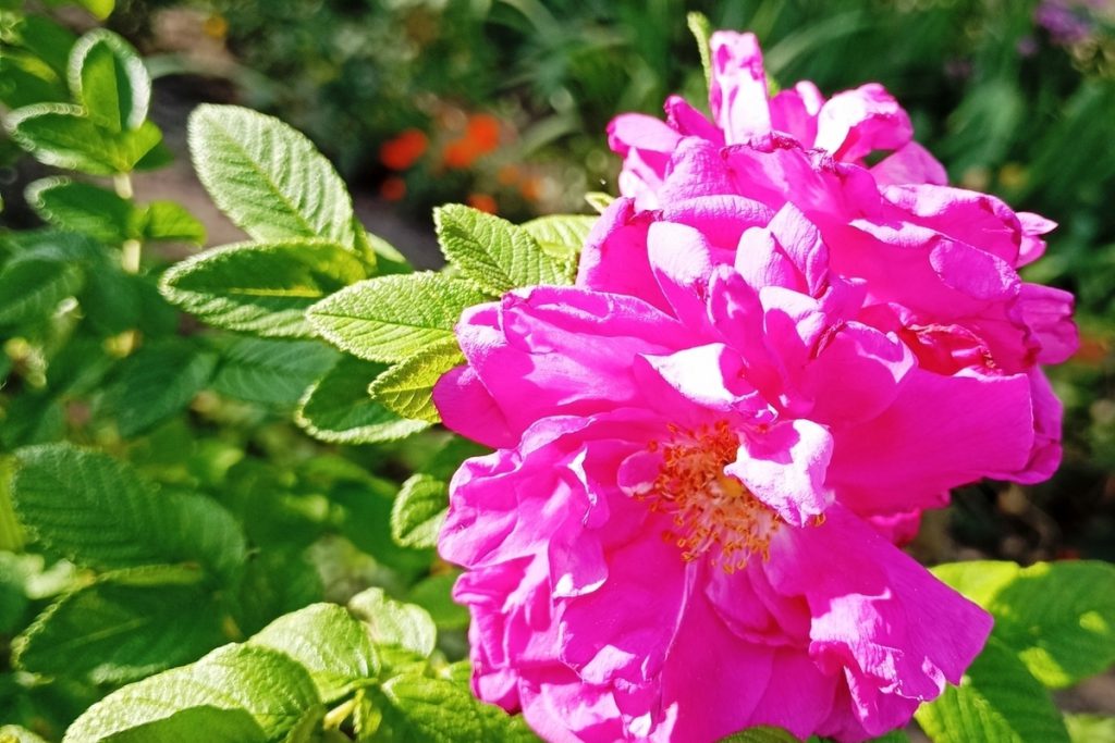 &quot;Tempeste geomagnetiche: cosa sono e come possono influenzare la nostra vita&quot;