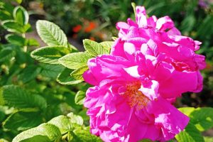 "Tempeste geomagnetiche: cosa sono e come possono influenzare la nostra vita"