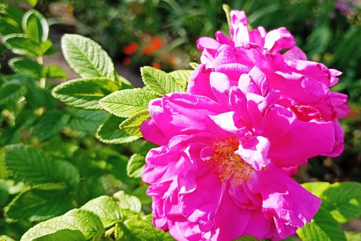 "Tempeste geomagnetiche: cosa sono e come possono influenzare la nostra vita"