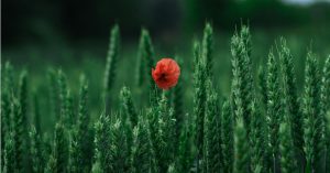 Ambienta acquisisce Agronova Biotech: investimenti sostenibili nel settore agricolo