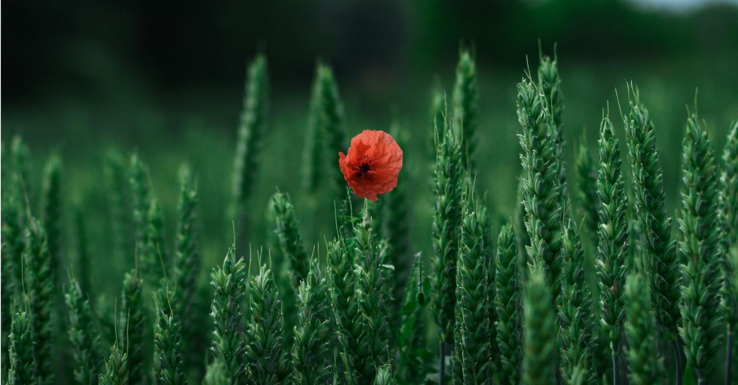 Ambienta acquisisce Agronova Biotech: investimenti sostenibili nel settore agricolo