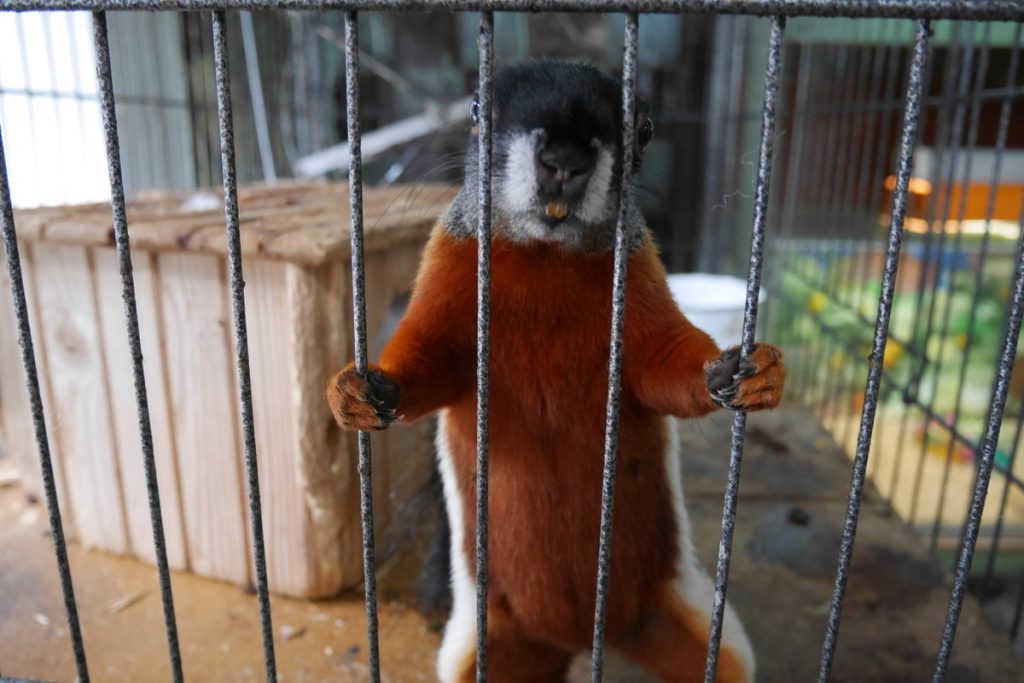 1147 casi di violazione dei diritti degli animali in Russia: un allarme che richiede azioni immediate