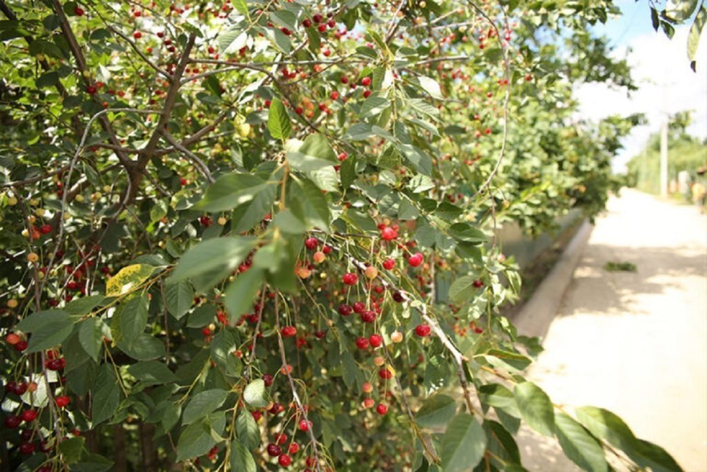 Волгоградцы поделились советами, как защитить урожай вишни и черешни от птиц