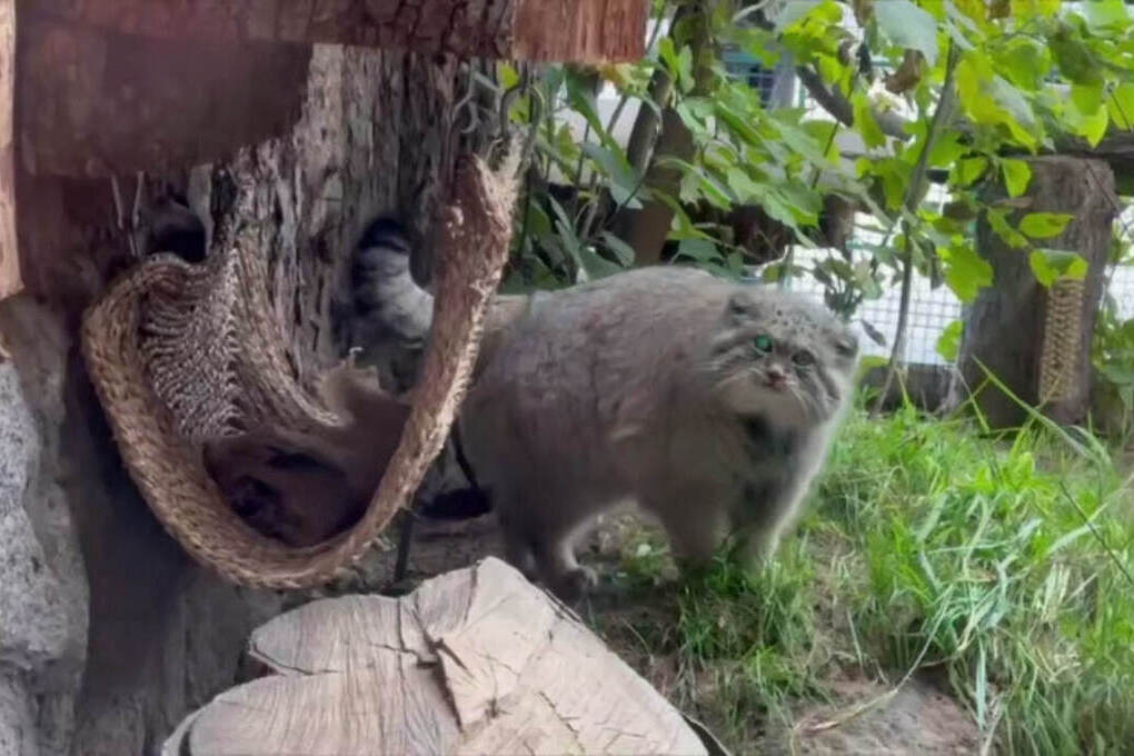 Il Pallaso Koto Shu Guadagna Peso e Speranza per la Conservazione della Specie