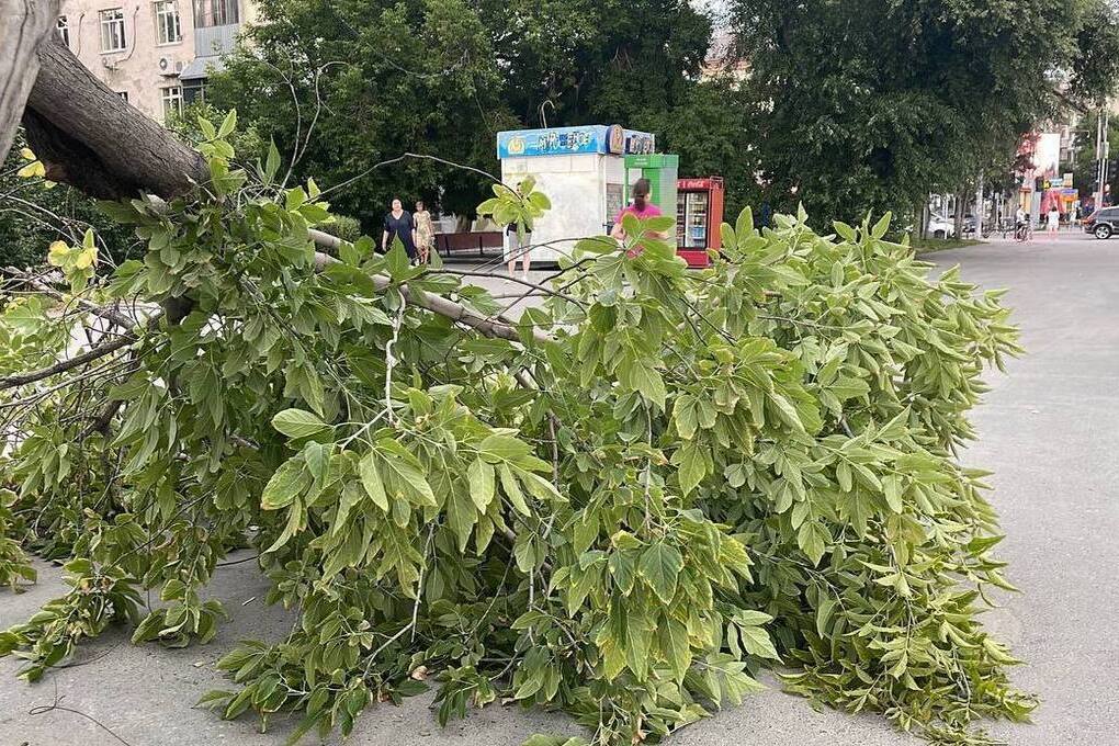 Жительница Тулы отсудила у администрации 1,4 млн руб за упавшее на авто дерево