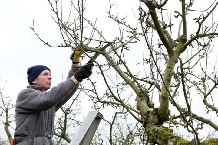 La Potatura degli Alberi: Quando e Come Farla per Evitare Danneggiamenti