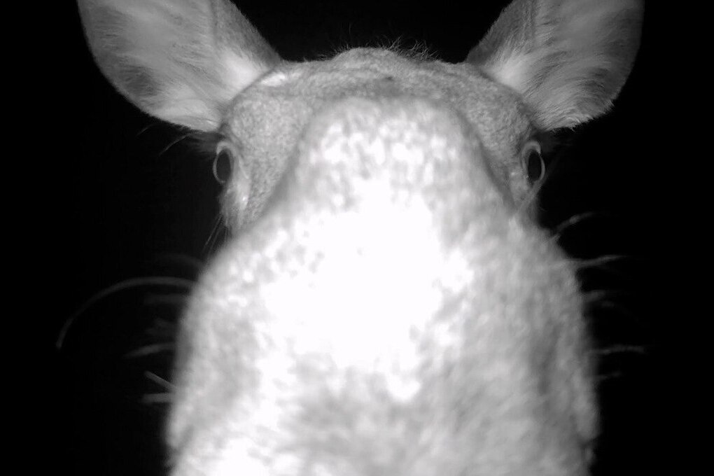 Una losa diventa la star di un progetto di conservazione della fauna selvatica grazie a una videocamera nascosta