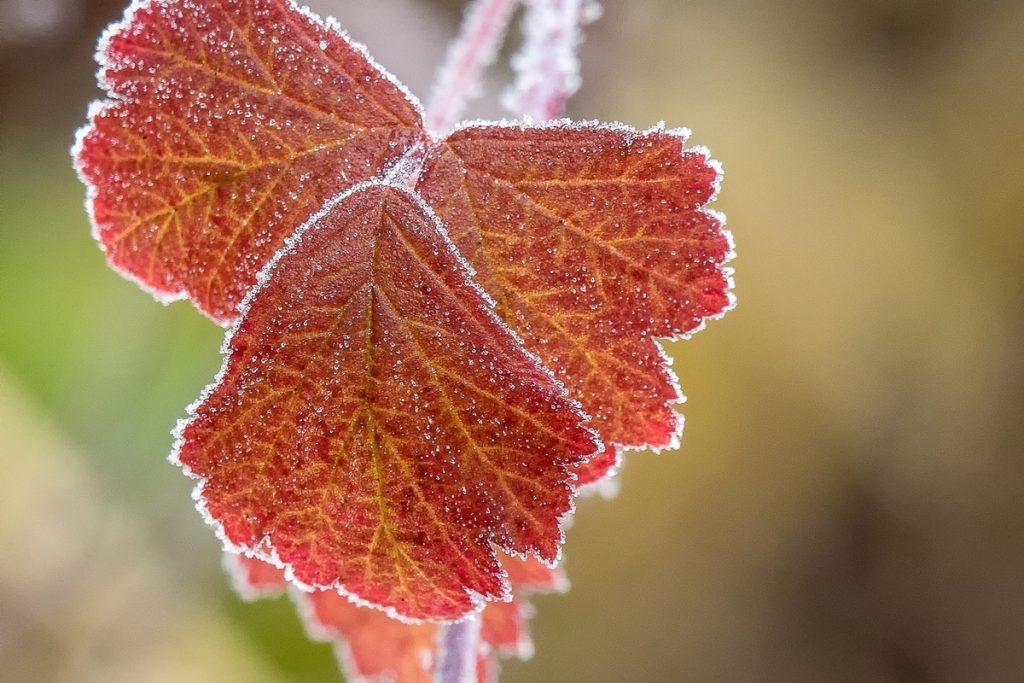 Без существенных осадков и до -9°C: погода в Томске на 18 октября