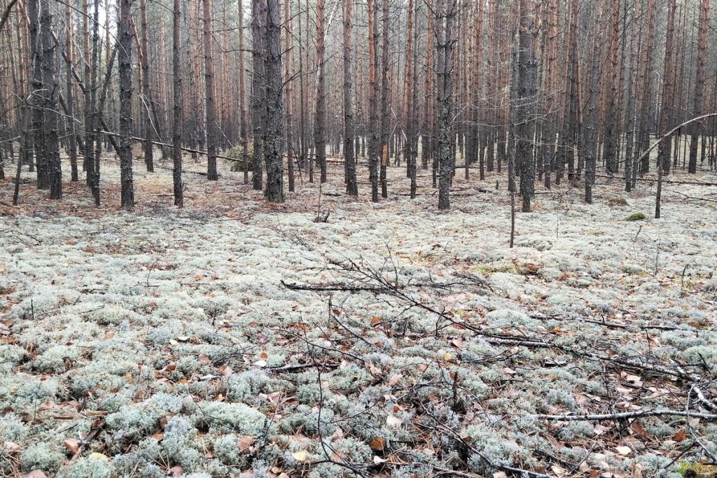 В лесах Марий Эл снят особый противопожарный режим