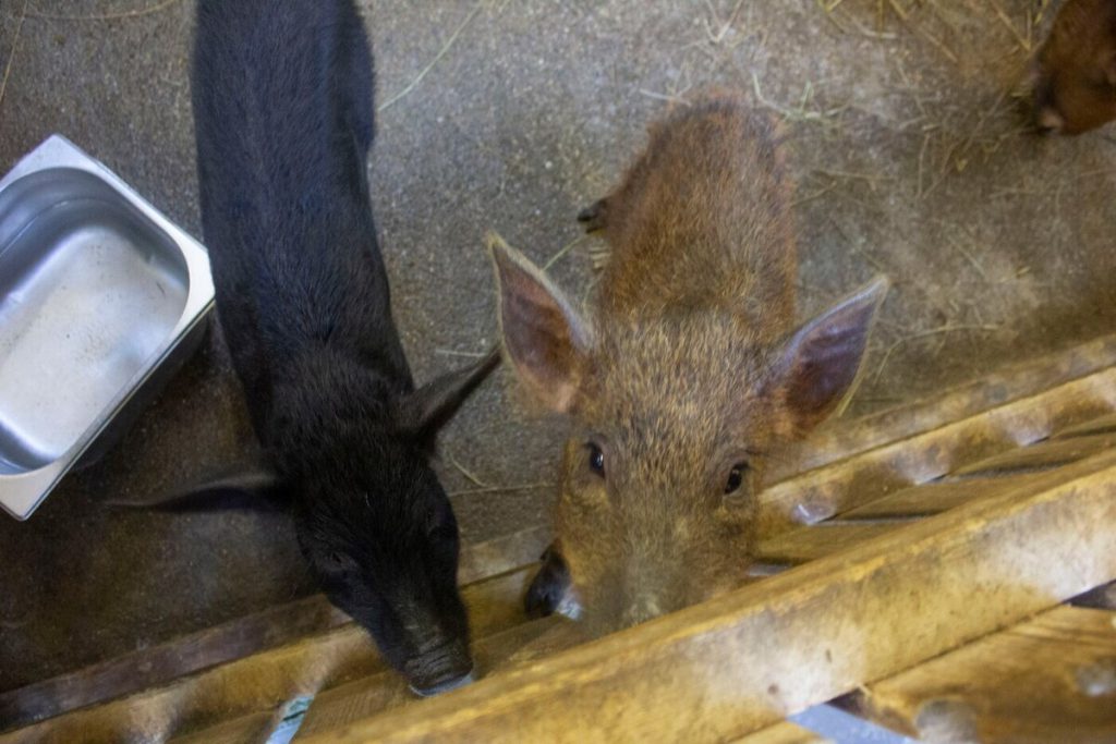 Жалоба мурманского фермера на «Россети» дошла до Путина