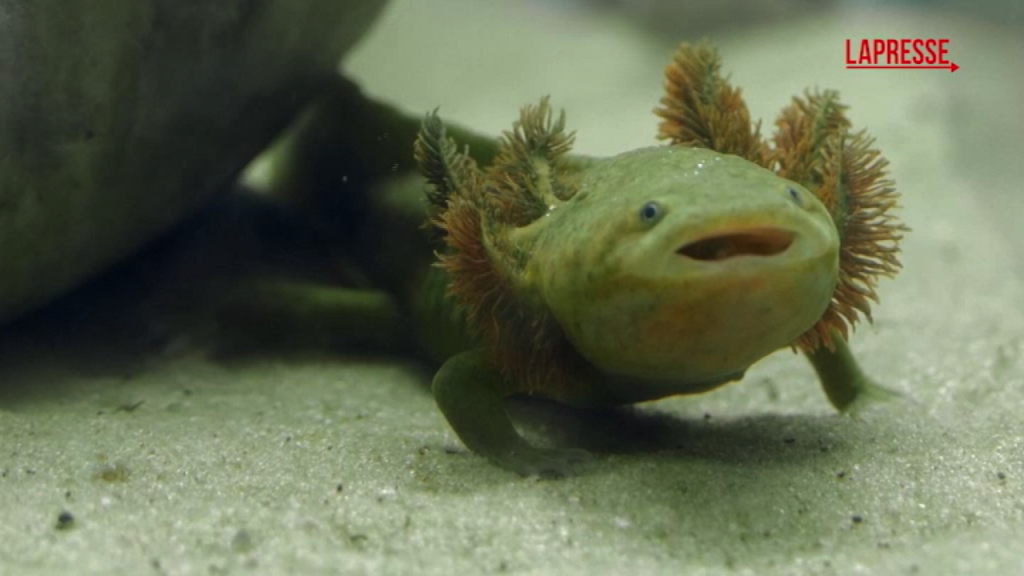 Salamandra Achoque a Rischio Estinzione: Gli Sforzi per Salvare una Specie Unica