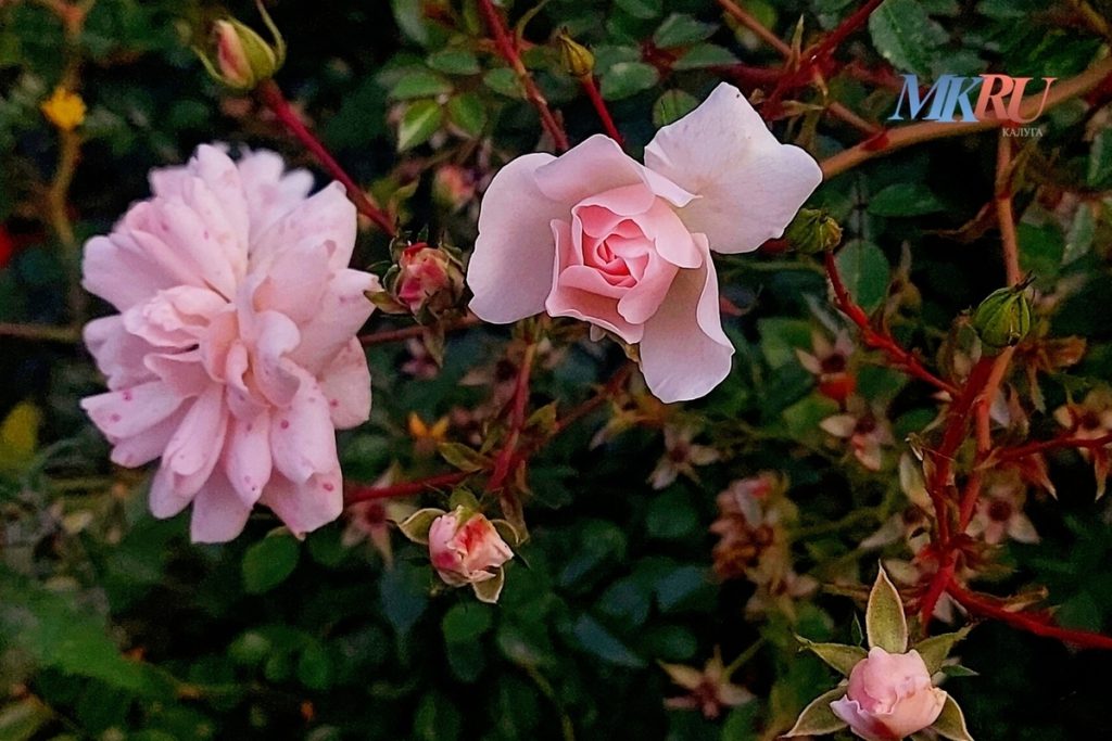 Калужан могут оштрафовать за цветы