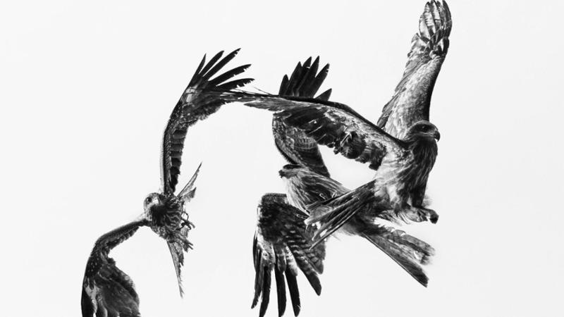 La mostra fotografica Volatilia di Pellegrin a Torino: un&#039;arte del transitorio in movimento