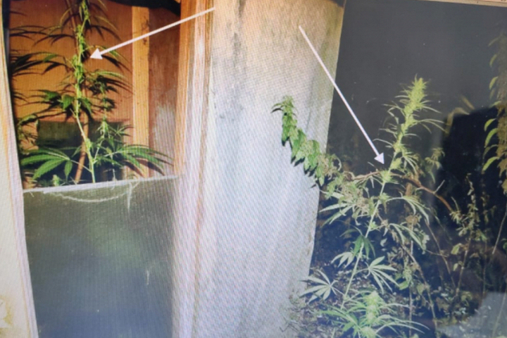 В Орловской области дачник вырастил 80 кустов конопли