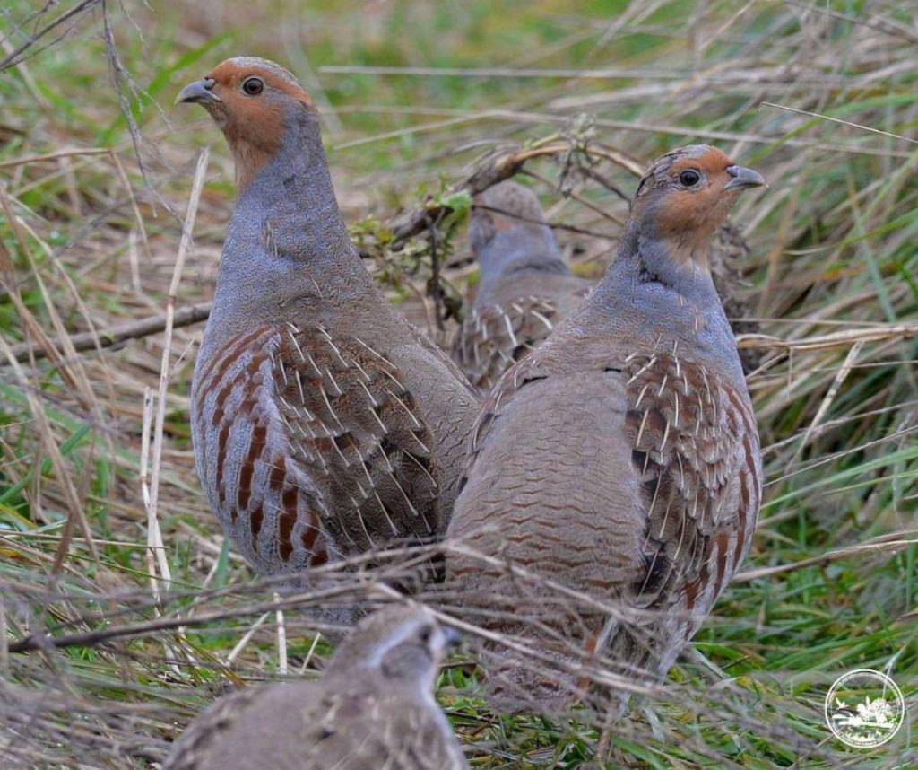 Возле Чернобыля поселились редкие, почти незаметные птицы