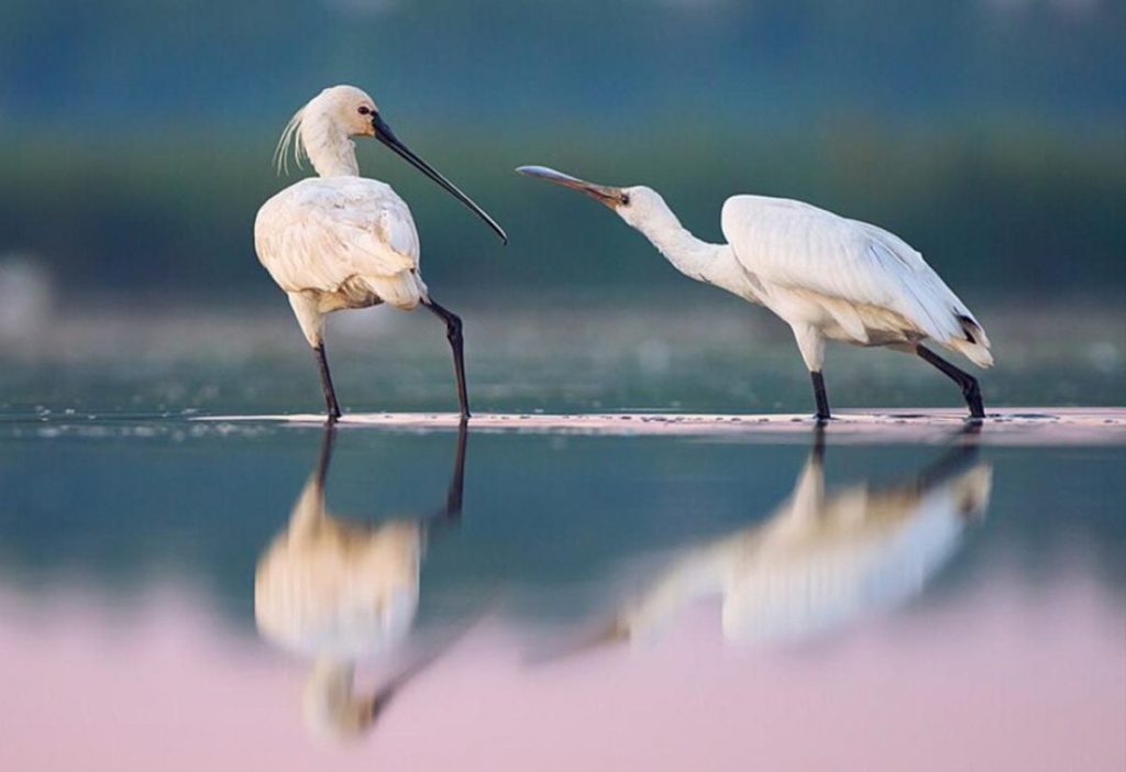 Украина рискует потерять одну из самых красивых птиц: биолог раскрыл причину