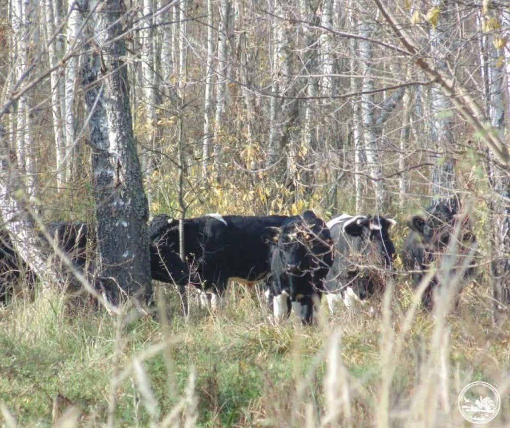 В районе Чернобыля исследователи наткнулись на одичавшее стадо: что это за животные