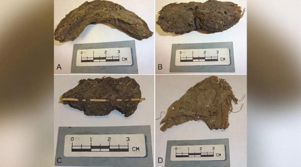 Ученые изучили экскременты возрастом 1300 лет и были удивлены тем, что в них нашли