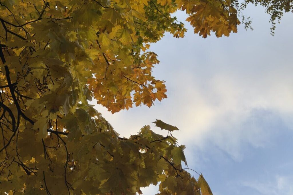 Петербург укрылся от морозов под крылом Финского залива