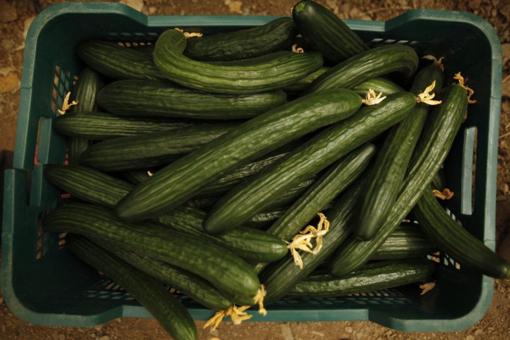 Популярный в Украине овощ дорожает практически ежедневно: сколько теперь стоит