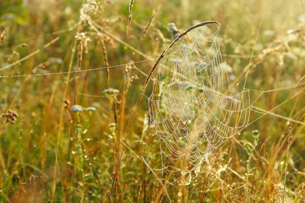 Завтра паутина расскажет о погоде в Калмыкии осенью