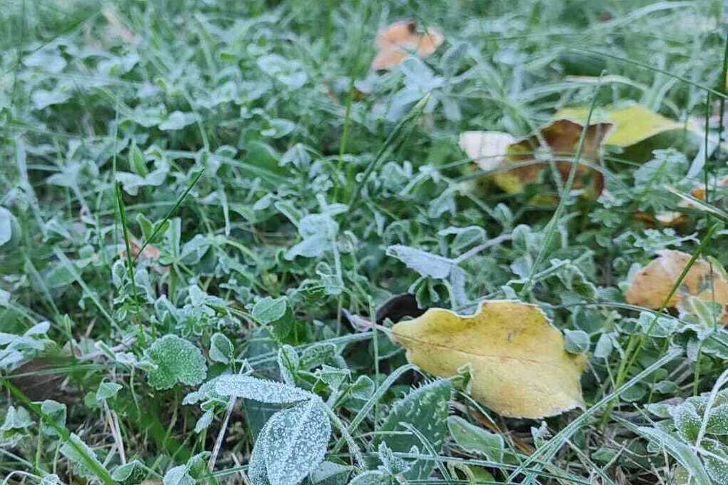 Ночью в Воронежской области пообещали заморозки